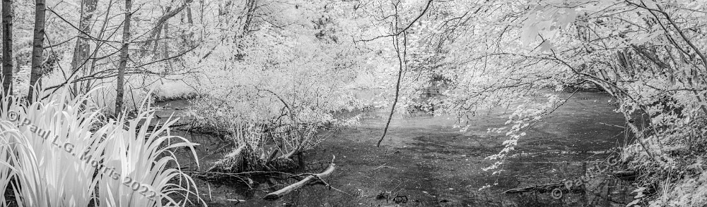 Hem Heath woods in Infra-Red monochrome