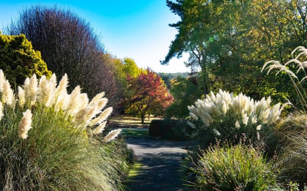 Colour view across the middle part of the garden