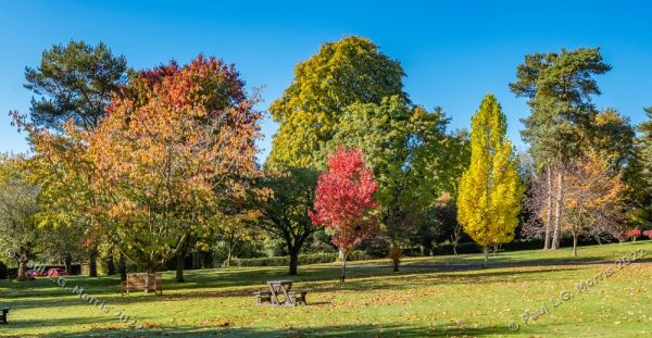 Colour view across the lower end of the garden