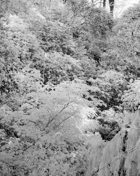 IR view into the former gravel pit