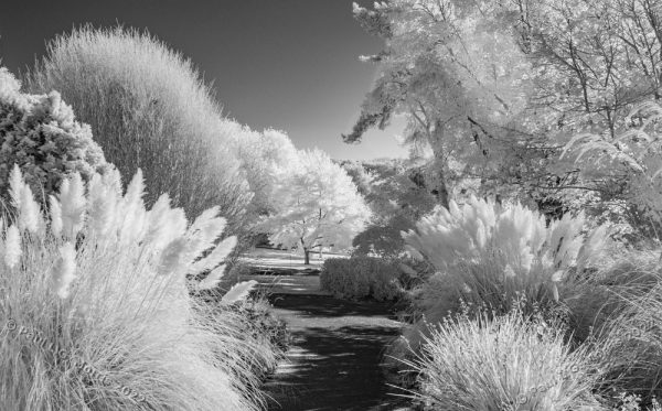 IR view across the middle part of the garden