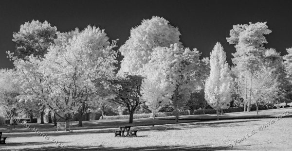 IR view across the lower end of the garden