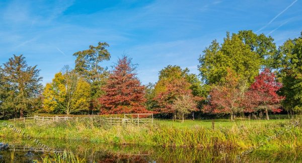 Colour view of the arboretum