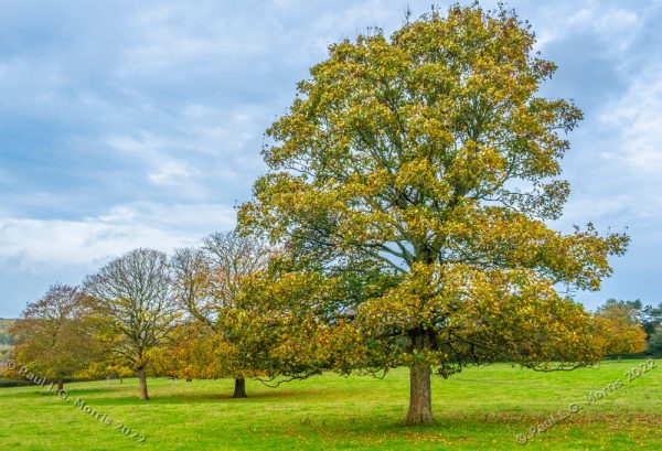 A line of 4 trees in colour