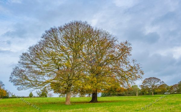 Two autumn trees that have lost much of their leaves: - Colour version