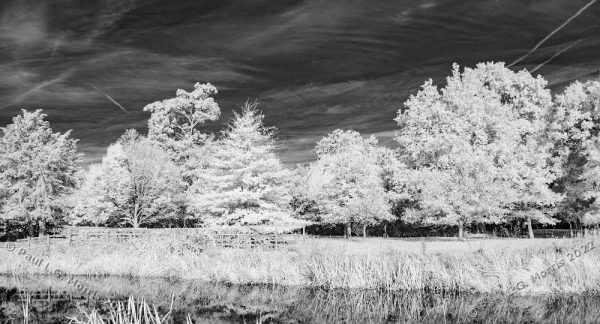 Infra-red view of the arboretum