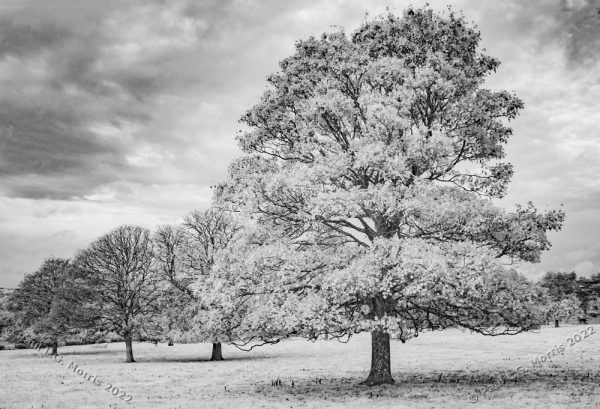 A line of 4 trees in infra-red