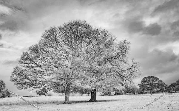 Two autumn trees that have lost much of their leaves: - Infra-red version