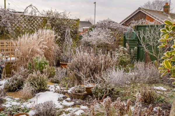 Frosty view of the garden in colour