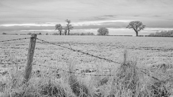 View across a field after a frost in infra-red