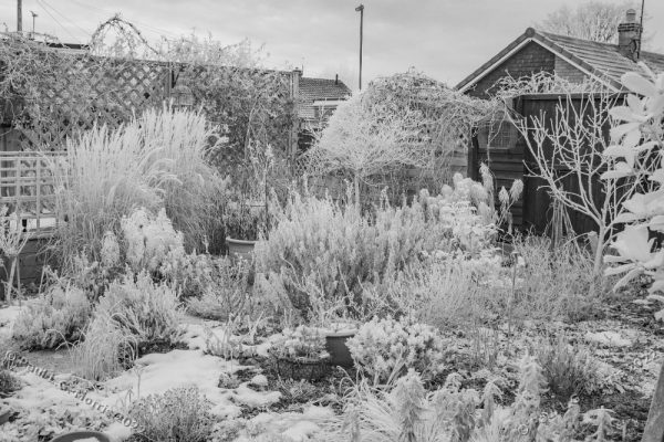 Frosty view of the garden in infra-red