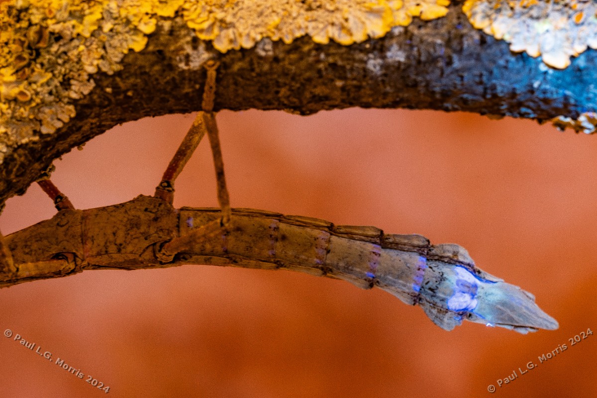 Insect Photography Workshop – The photography of Paul L.G. Morris