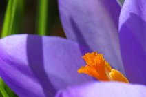 D06_0414 18th February 2006: Taken outside, a close-up view of the stamens of a crocus flower at f16 - 2.