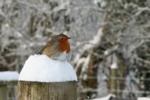 D06_0953a 4th March 2006: Snow at Bryneirian: Robin