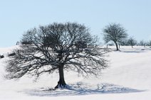 D06_1052a 4th March 2006: Snow at Bryneirian: oak tree in field opposite