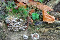 E11_06664p2 21st November 2011: Orchard View: Bracket fungi on old tree stump V2