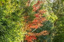 E17_4116r1 30th September 2017 at EROV: In the Woodland Garden