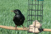 S20_11408r1 1st June 2020: On the bird feeder