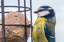 S20_1429r1 7th May 2020:Using motion detection for the bird feeder: Blue tit