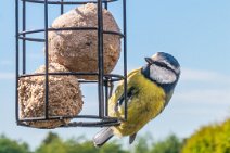 S20_1532r1 7th May 2020: Using motion detection for the bird feeder: Blue tit