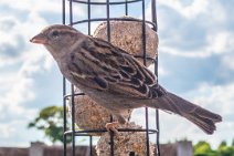 S20_2290r1 9th May 2020 taken with DIY motion detection rig: Garden bird