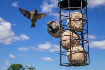 S20_2482r1 14th May 2020 taken with DIY motion detection rig: Sparrow on the bird feeder with one coming in to land