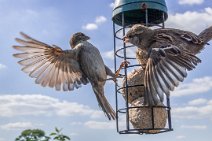 S20_4536r1 14th May 2020 taken with DIY motion detection rig: Sparrows on the bird feeder - landing confusion