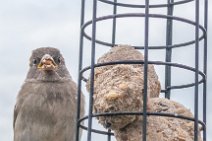 S20_5809r1 15th May 2020 taken with DIY motion detection rig: Sparrow on the bird feeder