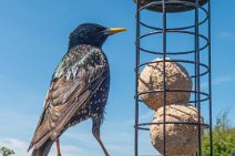 S20_8838r1 25th May 2020 taken with DIY motion detection rig: Starling on the bird feeder