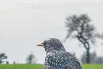 S21_2723r1 31st March 2021 Using motion detection for the bird feeder: A starling by the bird feeder