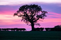 F20B3897r1 23rd April 2020: Red dusk: Tree in the farmer's field from the back of our house