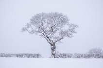 F20C1225r1 28th December 2020: about 9:20: Winter tree after about 3 inches of snow