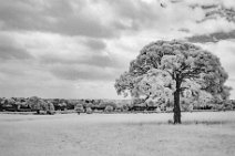 S22_1496r1 10th June 2022: Stone Common Plot: IR at 850nm: 24mm lens