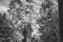 S22_1709r1x2j1 17th June 2022: Biddulph Grange Gardens NT: 2 image vertical pano: 850nm IR 24mm lens
