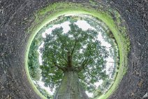 MIS_20170919_114141_422070500_lpissj1w Miisphere test3 on 2017_09_19: In the garden: Sycamore tree inverted little planet