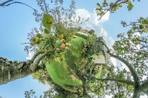 MIS_20170926_160657_1027525796_lpssj1w 26th September 2017: In amongst a cooking apple tree in the garden