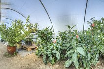 E13_6823x16p2vr A full circle winter view inside the polytunnel in our garden taken in the summer of 2013. 48 photos were blended to make this image