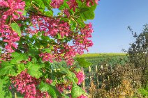 s13_1476p1vr Nearscape: A flowering currant on a fence line adjacent to a field - 2. Taken with a compact camera.