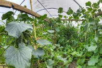 s13_2987x17p1vr Nearscape: a 360 degree view down amongst the cucumbers and melons.51 photos were blended to make this image