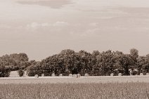 E10_06888-panop1vr Collecting the harvest near Aldeby in 2010: a toned version.