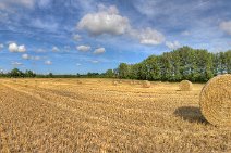 E14_6462x7p1vr Late August 2014. A field after the harvest with round bales.