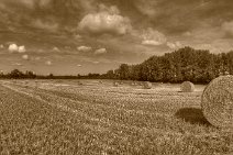 E14_6462x7p2vr Late August 2014. A field after the harvest with round bales - sepia version.